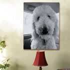 Picture Perfect Pet Photo Canvas