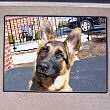 83114737 - Picture Perfect Doormat
