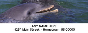 Dolphins Personalized Photo Address Labels