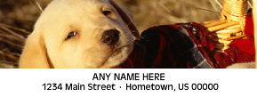 Labrador Puppy Personalized Photo Address Labels