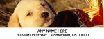 116810 - Labrador Puppy Personalized Photo Address Labels