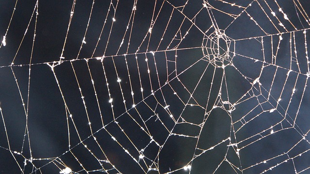 Halloween Cobweb